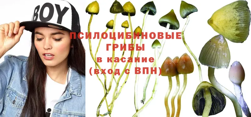 где купить наркоту  Ершов  Галлюциногенные грибы MAGIC MUSHROOMS 